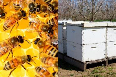 एकल महिलालाई आत्मनिर्भर बनाउन मौरीसहित घार वितरण